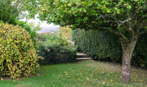 Garden view with large tree