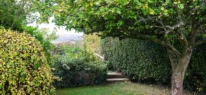 Garden view with large tree