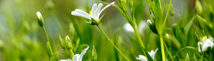 White flowers in the green grass