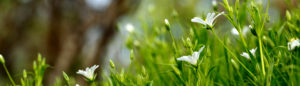 White flowers in the green grass