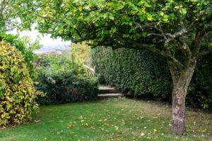 Garden with large tree and bridge