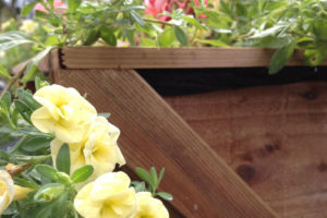 Yellow flower growing next to wood