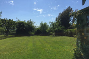 Green garden with trees and flowers growing next to a shed