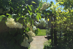 green plants in garden with patio