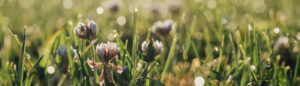 Small flowers growing in grass