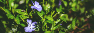 Purple flowers in the garden