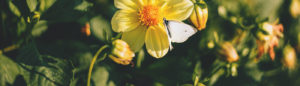 Yellow flowers with white butterfly